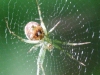 PPL  Wetlands spider (1 of 1).jpg