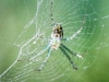 PPL Wetlands spider 30 (1 of 1).jpg