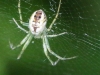 PPL Wetlands spider 36 (1 of 1).jpg