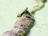 PPL  Wetlands turtle (1 of 1).jpg
