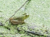 PPL Wetlands frog (1 of 1)