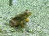 PPL Wetlands frog 2 (1 of 1)