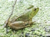 PPL Wetlands frog 3 (1 of 1)