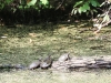PPL Wetlands turtle (1 of 1)