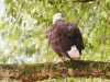 PPL Wetlands bald eagle -032