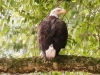 PPL Wetlands bald eagle -033