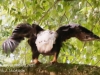 PPL Wetlands bald eagle -034
