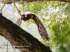 PPL Wetlands bald eagle -036
