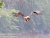 PPL Wetlands bald eagle -038