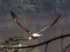 PPL Wetlands bald eagle -039