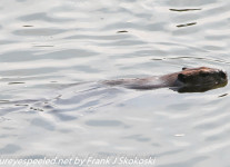 PPL Wetlands beaver (1 of 12)