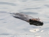 PPL Wetlands beaver (2 of 12)