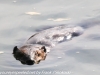 PPL Wetlands beaver (8 of 12)