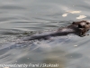 PPL Wetlands beaver (9 of 12)