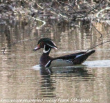 PPL Wetlands Birds April 8 2018 