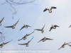 PPL Wetlands birds (10 of 33)
