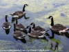 PPL Wetlands birds  (19 of 29)