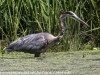 PPl Wetlands birds  (26 of 26)