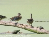 PPl Wetlands birds  (5 of 26)