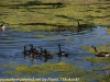 PPl Wetlands birds  (20 of 40)
