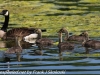 PPl Wetlands birds  (22 of 40)