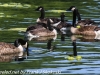 PPl Wetlands birds  (23 of 40)