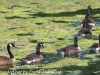 PPl Wetlands birds  (25 of 40)