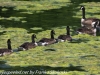 PPl Wetlands birds  (26 of 40)