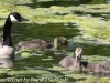 PPl Wetlands birds  (33 of 40)