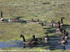 PPl Wetlands birds  (35 of 40)