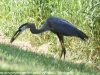 PPl Wetlands birds  (7 of 40)