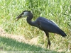 PPl Wetlands birds  (8 of 40)