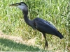 PPl Wetlands birds  (9 of 40)