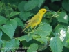 PPL wetlands birds -184