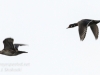 PPL Wetlands birds -7