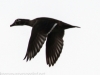PPL Wetlands birds -8
