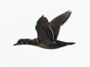 PPL Wetlands birds -9