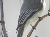 PPL Wetlands birds  (29 of 40)