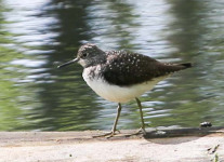 PPL-Wetlands-birds-1-of-37