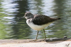 PPL Wetlands birds May 11 2019