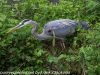 PPL Wetlands birds (9 of 33)