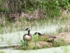 PPL Wetlands birds  (10 of 44)