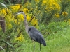 PPL Wetlands hike birds (10 of 17)