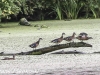 PPL Wetlands hike birds (2 of 17)