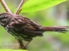 PPL Wetlands song sparrow -1