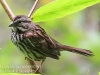 PPL Wetlands song sparrow -2