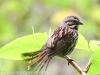 PPL Wetlands song sparrow -3