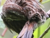 PPL Wetlands song sparrow -4