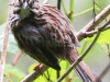 PPL Wetlands song sparrow -5