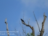 crows -1